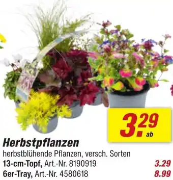 toom Baumarkt Herbstpflanzen Angebot