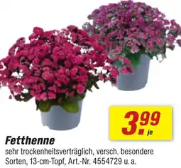 toom Baumarkt Fetthenne Angebot