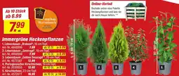 toom Baumarkt Immergrüne Heckenpflanzen Angebot