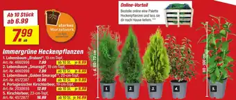 toom Baumarkt Immergrüne Heckenpflanzen Angebot