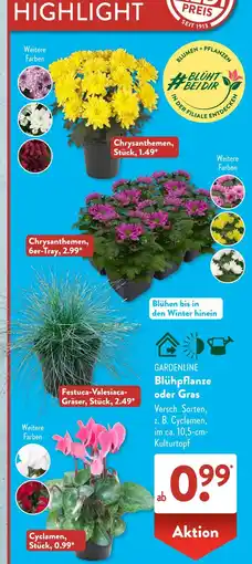 Aldi Süd Chrysanthemen Angebot