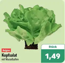 Aktiv Irma Kopfsalat Angebot