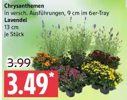 Marktkauf Chrysanthemen Angebot