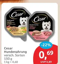 Budni Cesar landragout Angebot