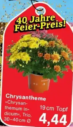 Jawoll Chrysantheme Angebot