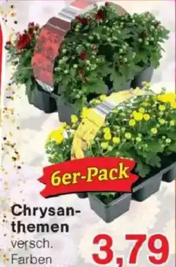 Jawoll Chrysanthemen Angebot