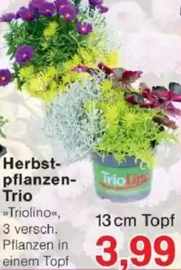 Jawoll Herbst- pflanzen- Trio Angebot