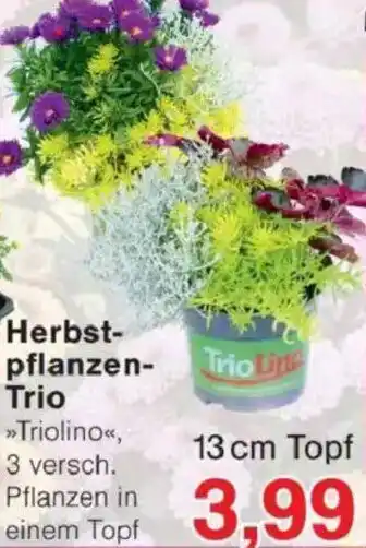 Jawoll Herbst- pflanzen- Trio Angebot