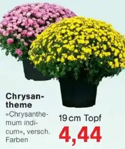 Jawoll Chrysantheme Angebot