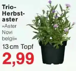 Jawoll Trio-Herbstaster Angebot