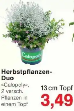 Jawoll Herbstpflanzen-Duo Angebot