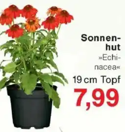 Jawoll Sonnenhut Angebot