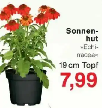 Jawoll Sonnenhut Angebot