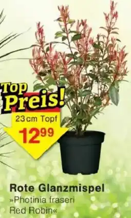 Jawoll Rote Glanzmispel Angebot