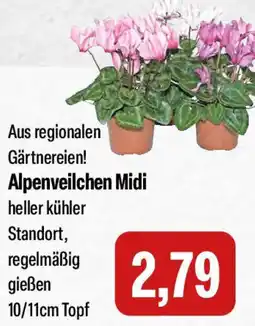 Feneberg Alpenveilchen Midi Angebot