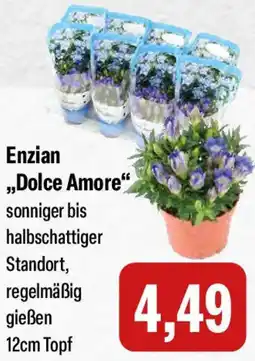 Feneberg Enzian ,,Dolce Amore" Angebot