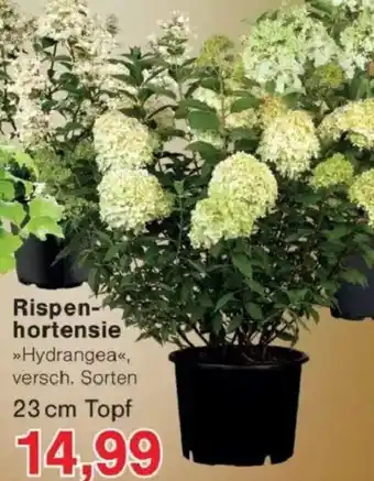Jawoll Rispenhortensie Angebot