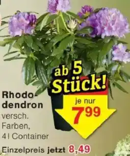 Jawoll Rhododendron Angebot