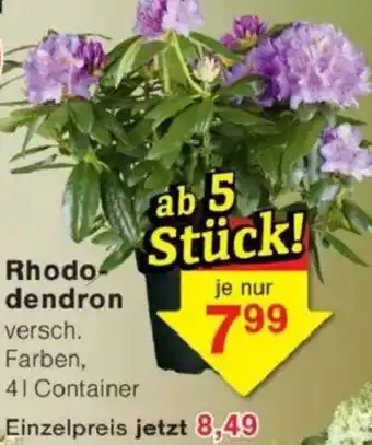 Jawoll Rhododendron Angebot