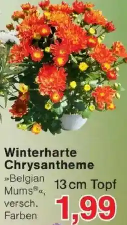 Jawoll Winterharte Chrysantheme Angebot