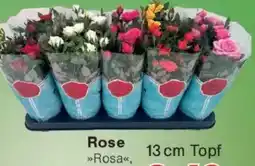 Jawoll Rose Angebot