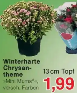 Jawoll Winterharte Chrysantheme Angebot