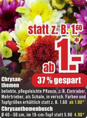 B1 Discount Baumarkt Chrysanthemen Angebot
