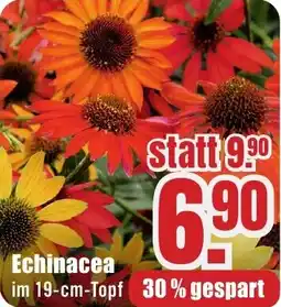 B1 Discount Baumarkt Echinacea Angebot