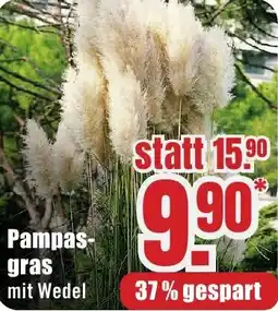 B1 Discount Baumarkt Pampasgras Angebot