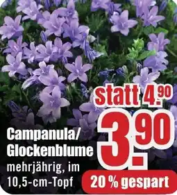 B1 Discount Baumarkt Campanula/ Glockenblume Angebot
