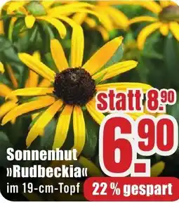 B1 Discount Baumarkt Sonnenhut Rudbeckia Angebot