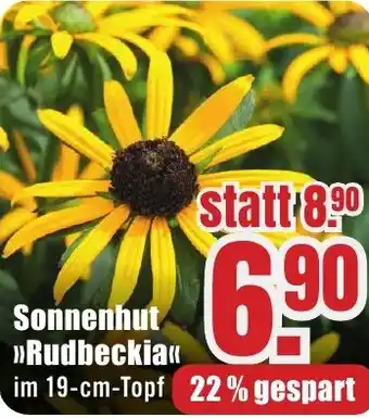 B1 Discount Baumarkt Sonnenhut Rudbeckia Angebot