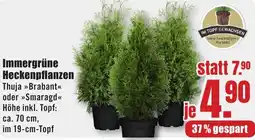 B1 Discount Baumarkt Immergrüne Heckenpflanzen Angebot
