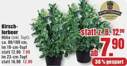 B1 Discount Baumarkt Kirschlorbeer Angebot
