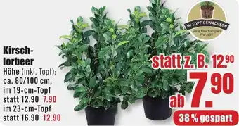 B1 Discount Baumarkt Kirschlorbeer Angebot