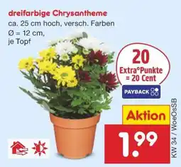 Netto Marken-Discount dreifarbige Chrysantheme Angebot