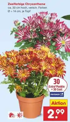 Netto Marken-Discount zweifarbige Chrysantheme Angebot