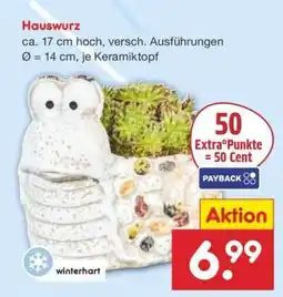 Netto Marken-Discount Hauswurz Angebot