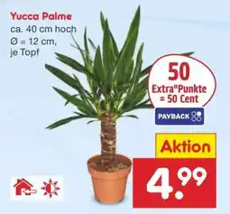 Netto Marken-Discount Yucca Palme Angebot