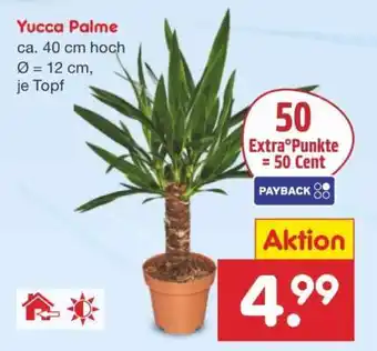 Netto Marken-Discount Yucca Palme Angebot