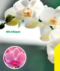 Hagebau Schmetterlingsorchidee Phalaenopsis Angebot