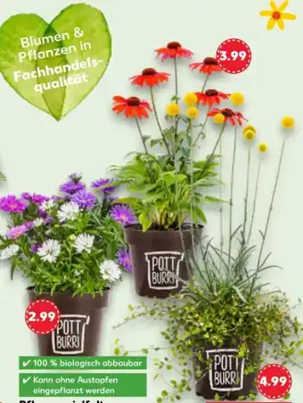 Kaufland Pflanzenvielfalt Angebot
