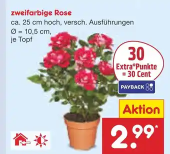 Netto Marken-Discount Zweifarbige rose Angebot