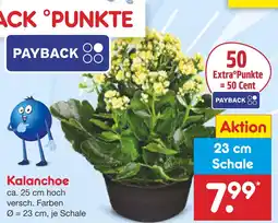 Netto Marken-Discount Kalanchoe Angebot