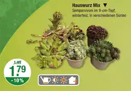 V Markt Hauswurz mix Angebot