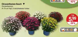 V Markt Chrysanthemen busch Angebot