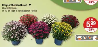 V Markt Chrysanthemen busch Angebot