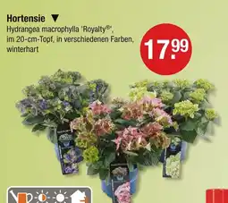 V Markt Hortensie Angebot
