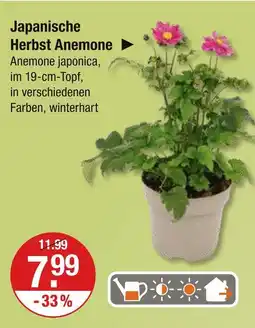 V Markt Japanische herbst anemone Angebot