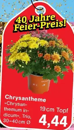 Wiglo Wunderland Chrysantheme Angebot